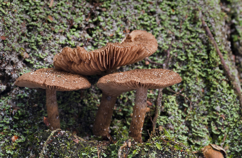 Inocybe lanuginosa